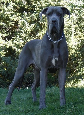 QUICKSILVER EL LOCO BLU ARTHUR At 2 years of age.
