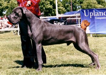 Quicksilver El Loco Blu Arthur Lethbridge & District Kennel Club Shows, June 22,23 and 24th, 2007
