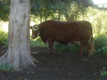 Shorthorn cow in the shade of a big spruce.

