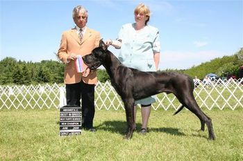 CH Tavernier's Make Your Mark "O'Henry" Finishes with 4 B.O.B.'s from the puppy classes in 4 weekends of showing.
