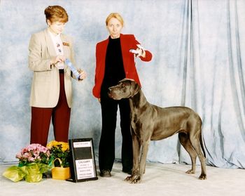 Quicksilver El Loco Blu Angel 1st place 12-18 month class Calgary Kennel Club Show March 10, 2006 Judge- Honey Glendinning
