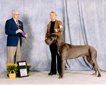 Quicksilver El Loco Blu Arthur 1st Championship Point 1st place, 12-18 month class Winners Dog Calgary Kennel Club Show March 11, 2006 Judge- Edward Wild
