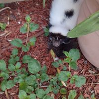 Pet Supplies Plus Meet Lily the Skunk