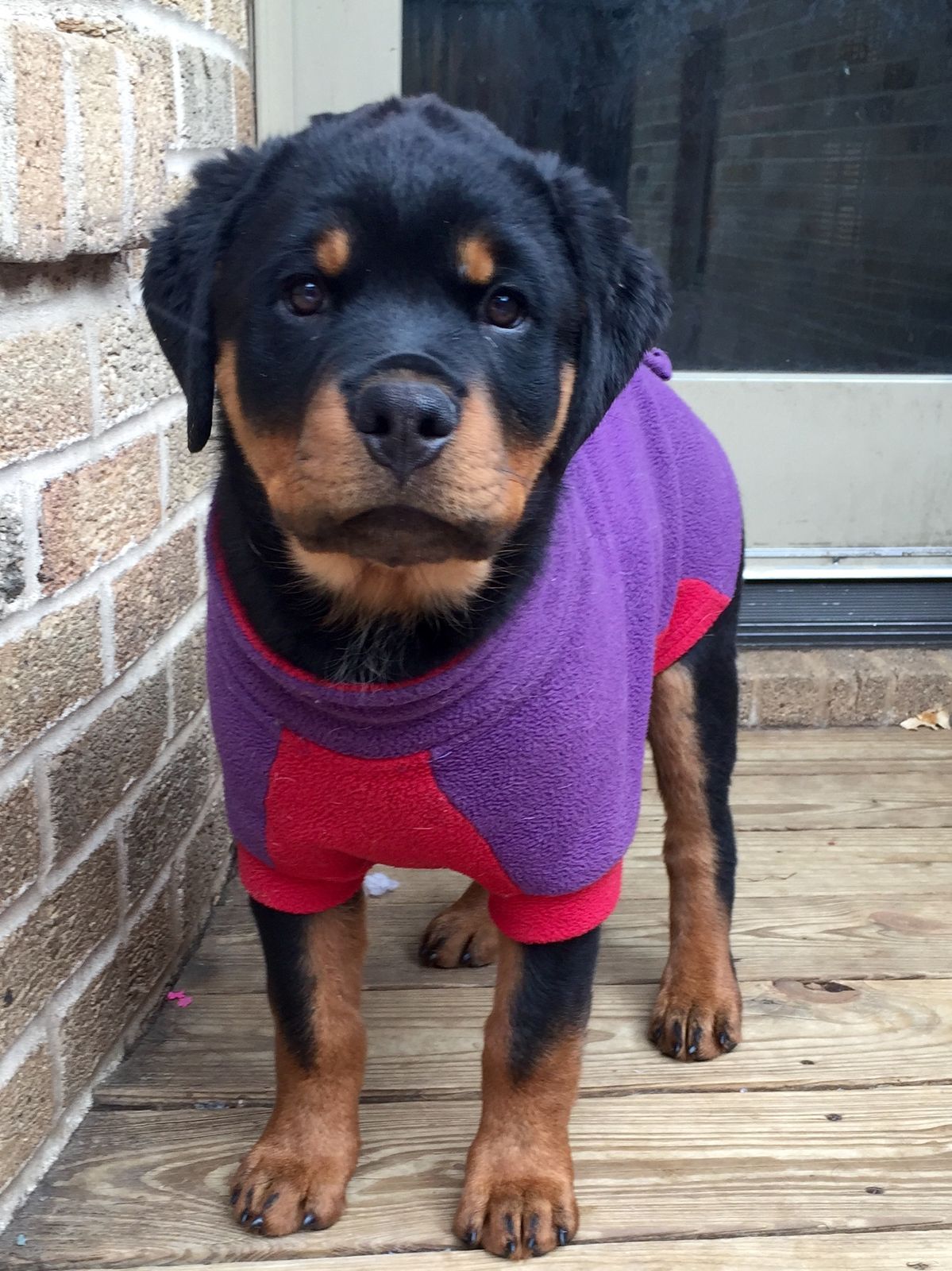 Dog sweaters hotsell for rottweilers