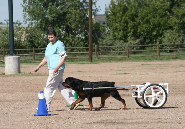 Rottweiler 2024 pulling cart