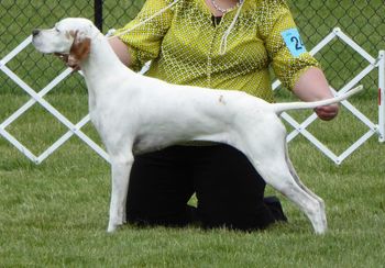 Savvy looking tremendous at 9 years old!! (c) Ledgands.co.uk 2015
