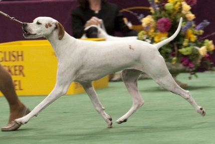 "Savvy" in the Sporting group at Westminster, 2009