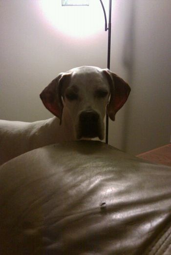 World's Best Bug hunter!
