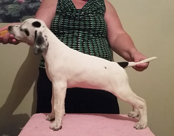 Saffron 7 weeks
