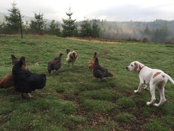 Hunting chickens!
