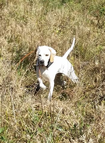 Beautiful bird dog!
