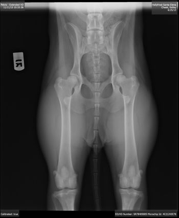 OFA Hips
