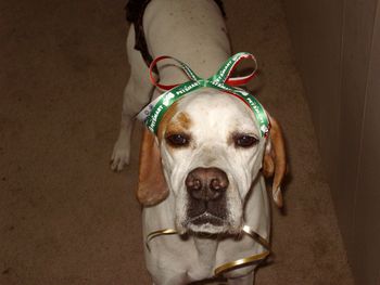 Christmas Bow
