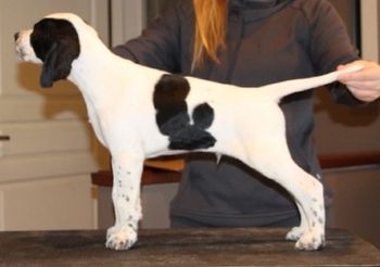 8 weeks
