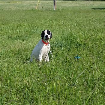 Flower at the Hunt Test
