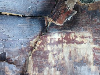 wood on the beach
