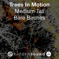 Trees In Motion Medium Tall Bare Birches