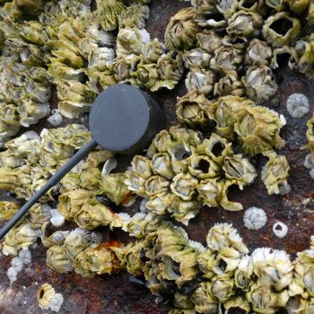 Stille & Klang contact mic recording the popping sounds of barnacles on an abandoned pier
