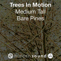 Trees In Motion Medium Tall Bare Pines