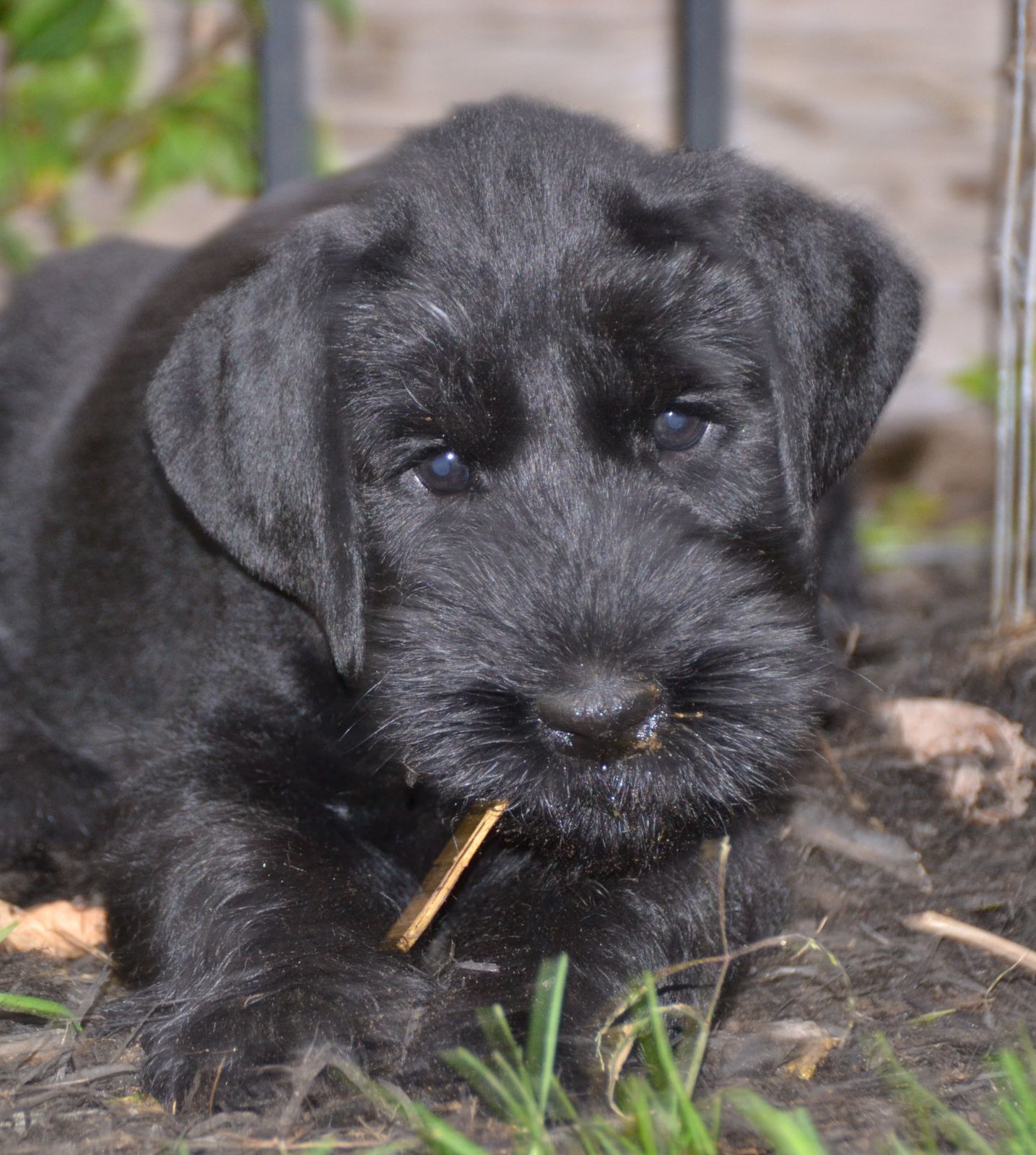 Nightline Giant Schnauzers Reg'd - Puppy Info