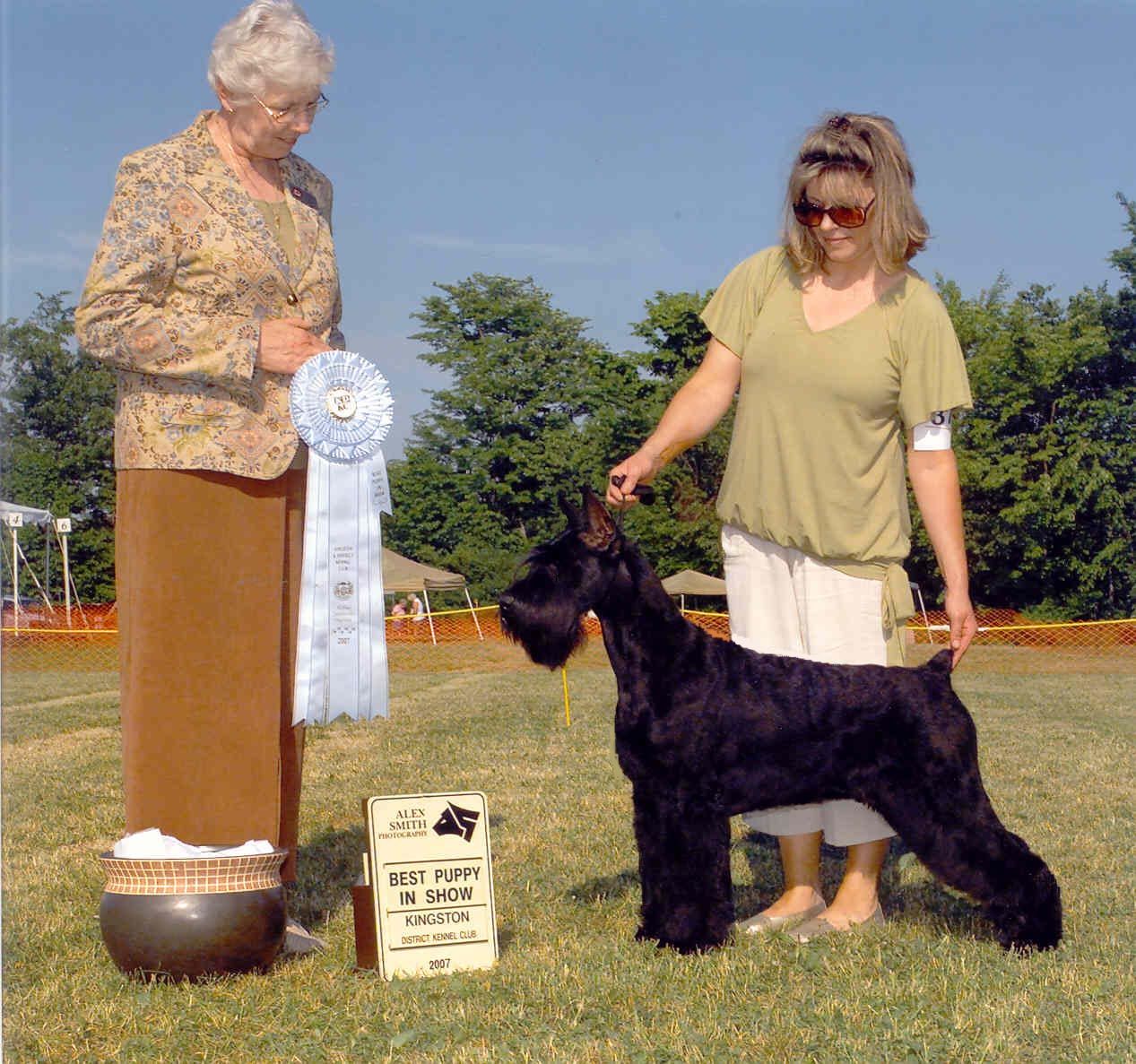 Tanglewood giant schnauzers shops