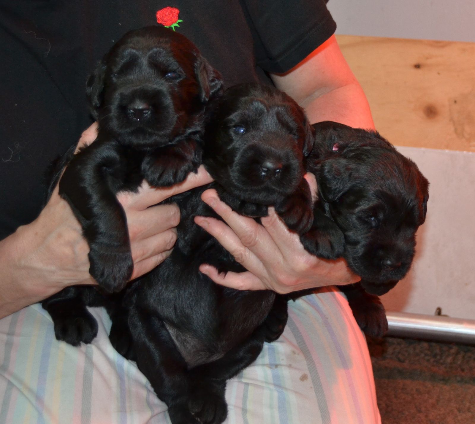 Nightline Giant Schnauzers Reg d Puppy Info