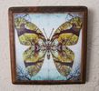 5x5 Butterfly design on wood