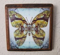 5x5 Butterfly design on wood