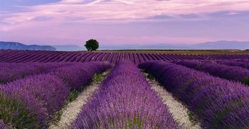 Lavender Provence, FRANCE
