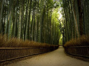 Bamboo Path
