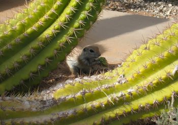 Desert Botanical Garden Phoenix AZ 2/22/14 photos by Sassy
