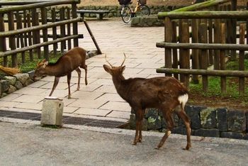 The sacred deer, Nara, JAPAN
