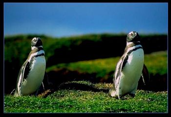 Patagonia Penguins Tierra del Fuego, CHILE
