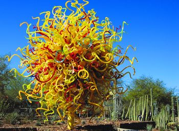 Dale Chihuly Sculpture @ Desert Botanical Garden Phoenix AZ Photo by Judy Hedding
