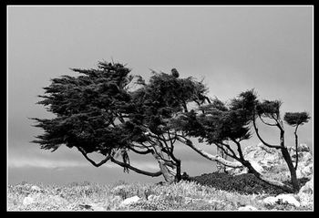 An iconic image: the windswept cypress tree, Carmel-by-the-Sea.
