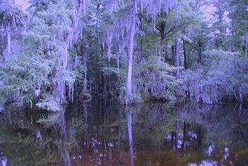 BLUE SWAMP
