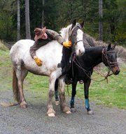 Learning to be a riding horse, (the AQHA horse beside her is 15hh for reference).
