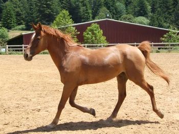 Janeen at 3 years old at liberty in the arena.
