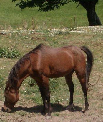 Laurel's Oregon Fame EFF, Katie & Janeen's sire. 15.1 3/4 hh. From champion bloodlines: Bey el Bey, Bey Shah on the top and Prince Charming on the bottom.
