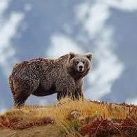 The Bear Went Over the Mountain  FREE
