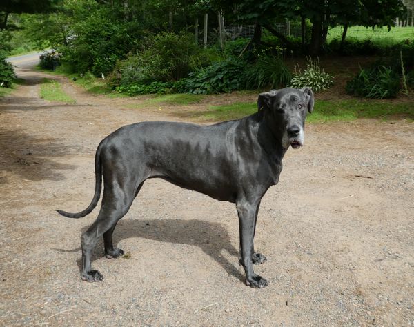 Haltmeier great sale danes