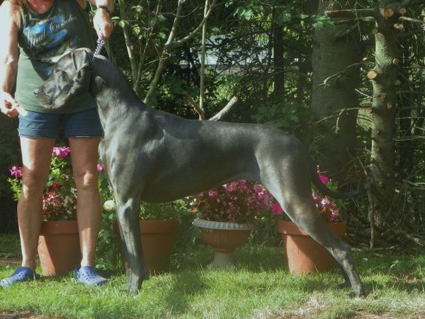 Ckc store great dane