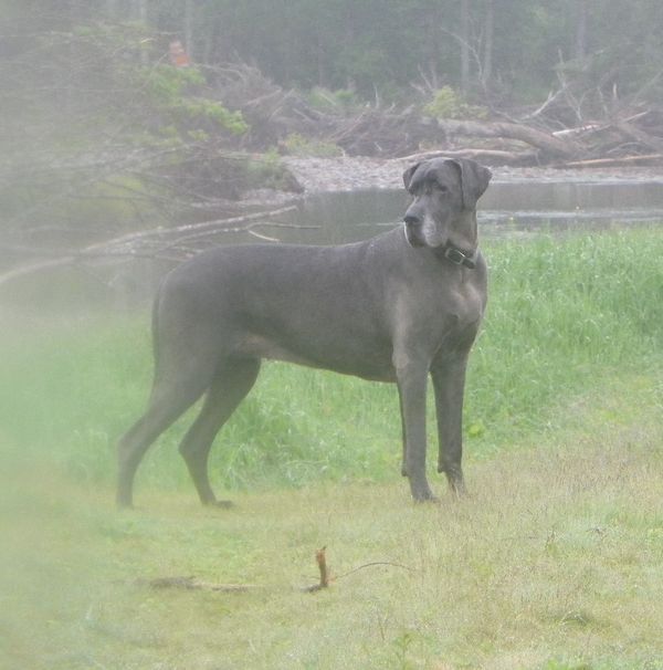 Ckc great dane best sale