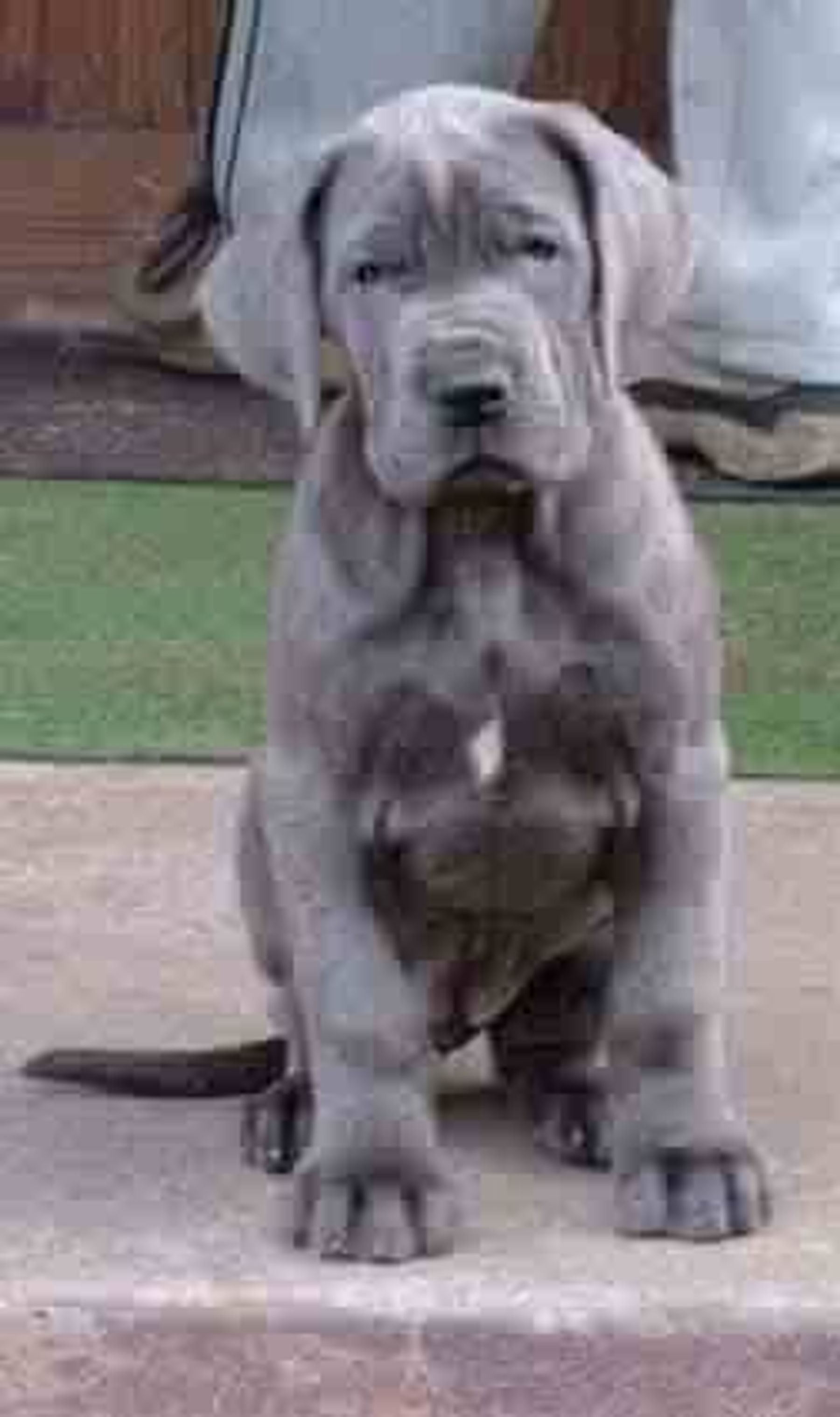 Ckc great dane shop puppies for sale