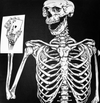 Wildcard Skelly Sticker