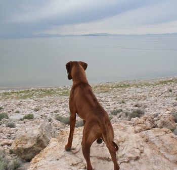 Bek surveying the Great Salt Lake in Utah
