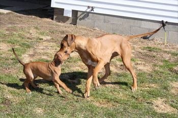 Kya playing with mom before going home. 8wks
