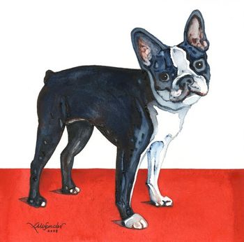 Boston Terrier
