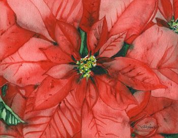 Poinsettia
