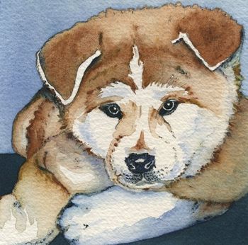 Akita
